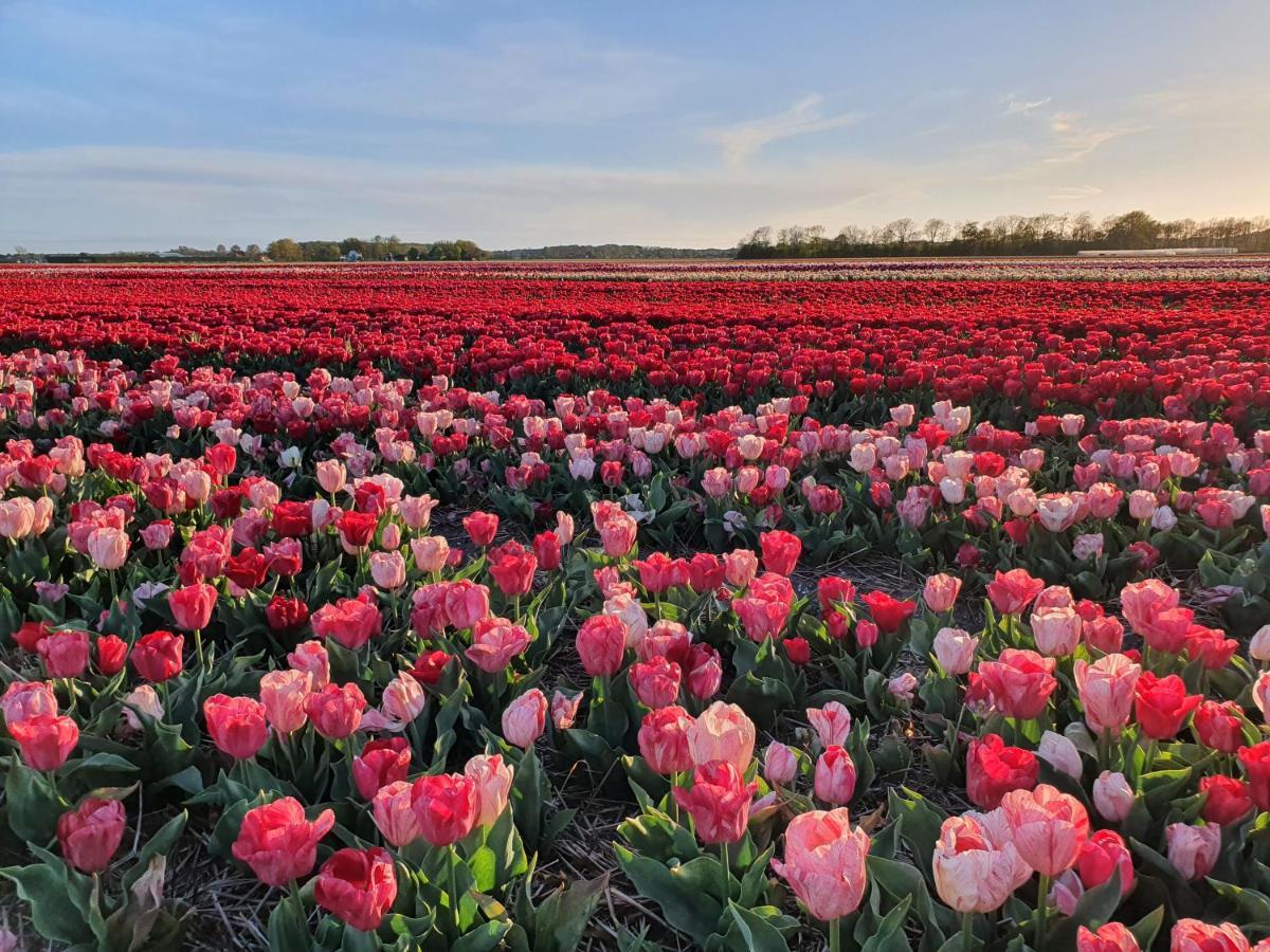 Bungalow Schotvanger Egmond aan den Hoef Dış mekan fotoğraf
